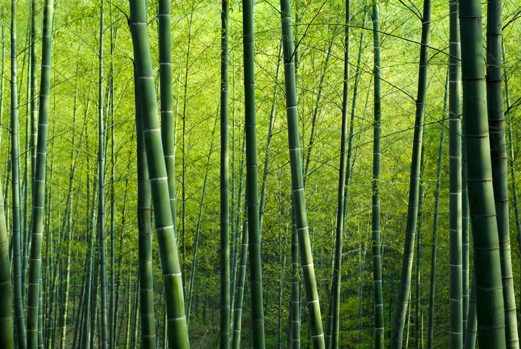 Dense bamboo forest with tall green bamboo stalks